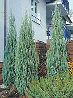 Можжевельник скальный Скайрокет / Juniperus scopulorum Skyrocket 1м С7