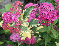 Спирея японская Криспа / Spiraea japonica Crispa