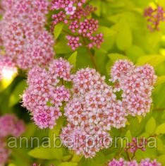 Спирея японская Сандроп р9 / Spiraea japonica Sundrop, продажа кратно 30 штук - фото 2 - id-p506977026