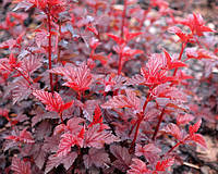 Пухироплідник калинолистий Леді ін Ред С3 / Physocarpus opulifolius Lady in Red, Tuilad