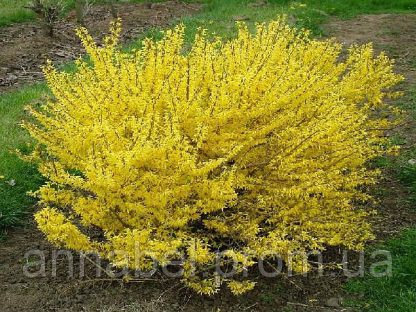 Форзиция промежуточная Малух / Forsythia intermedia Maluch - фото 1 - id-p247247458