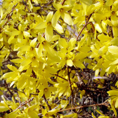 Форзиция промежуточная Малух / Forsythia intermedia Maluch - фото 4 - id-p247247458