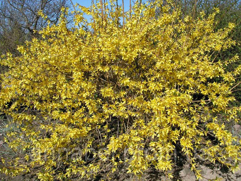 Форзиция промежуточная Малух / Forsythia intermedia Maluch - фото 5 - id-p247247458