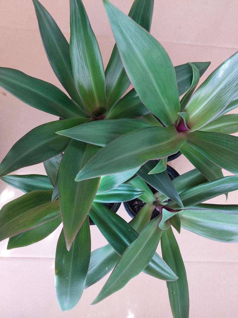 

Традесканция Рэо (Tradescantia spathacea compacta), взрослое растение, Белый