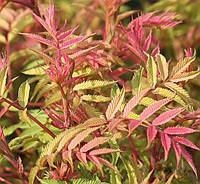 Рябинник рябинолистный Сэм, р9 / Sorbaria sorbifolia Sem