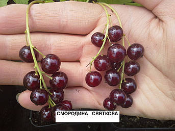 Саджанці червоної смородини Святкова в горщиках, фото 2