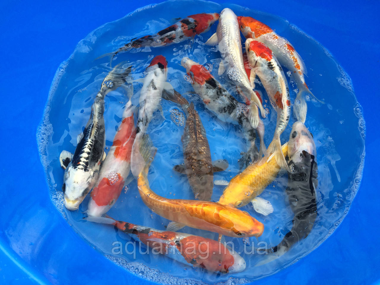 Коропи Коі 12 - 15 см / Koi