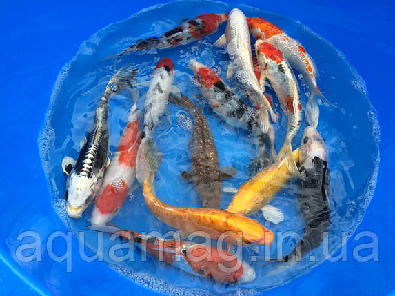 Карпи Кої 14 - 16 см / Koi, фото 1