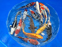 Карпы Кои 15 - 20 см / Koi