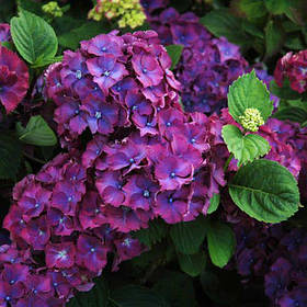 Гортензія крупнолисна Кот де Азур \ Hortensia macrophylla Côte d' Azur ( саджанці 3 роки ) Новинка