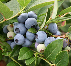 Саджанці лохини сорт "Бригіта Блю", 2-річна, пакет 1.6 л