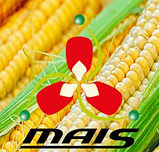 Насіння кукурудзи Маіс гібрид ДМС 3510 ФАО-350, фото 3