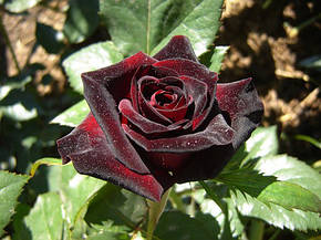 Роза Блэк Баккара (Black Baccara) ч/г, фото 2