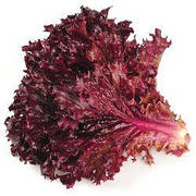 Насіння салату листового проф