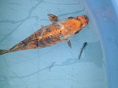 КОНСУЛЬТАЦІЇ І ДОПОМОГА В РЕШЕНІ ПРОБЛЕМ З МІСТАННЯМ РИБИ