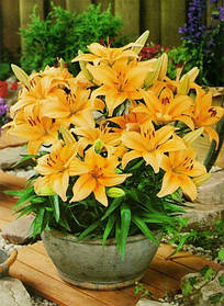 Лілії горщикова Buff Pixtie 12/14