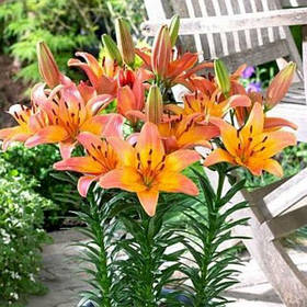 Лілії горщикова Lady Like 12/14