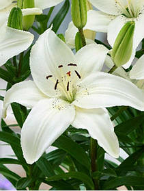 Лілії горщикова New Wave 12/14