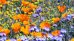 Квітучий Мавританський газон з квіточками—  газонна трава з квітами на весну