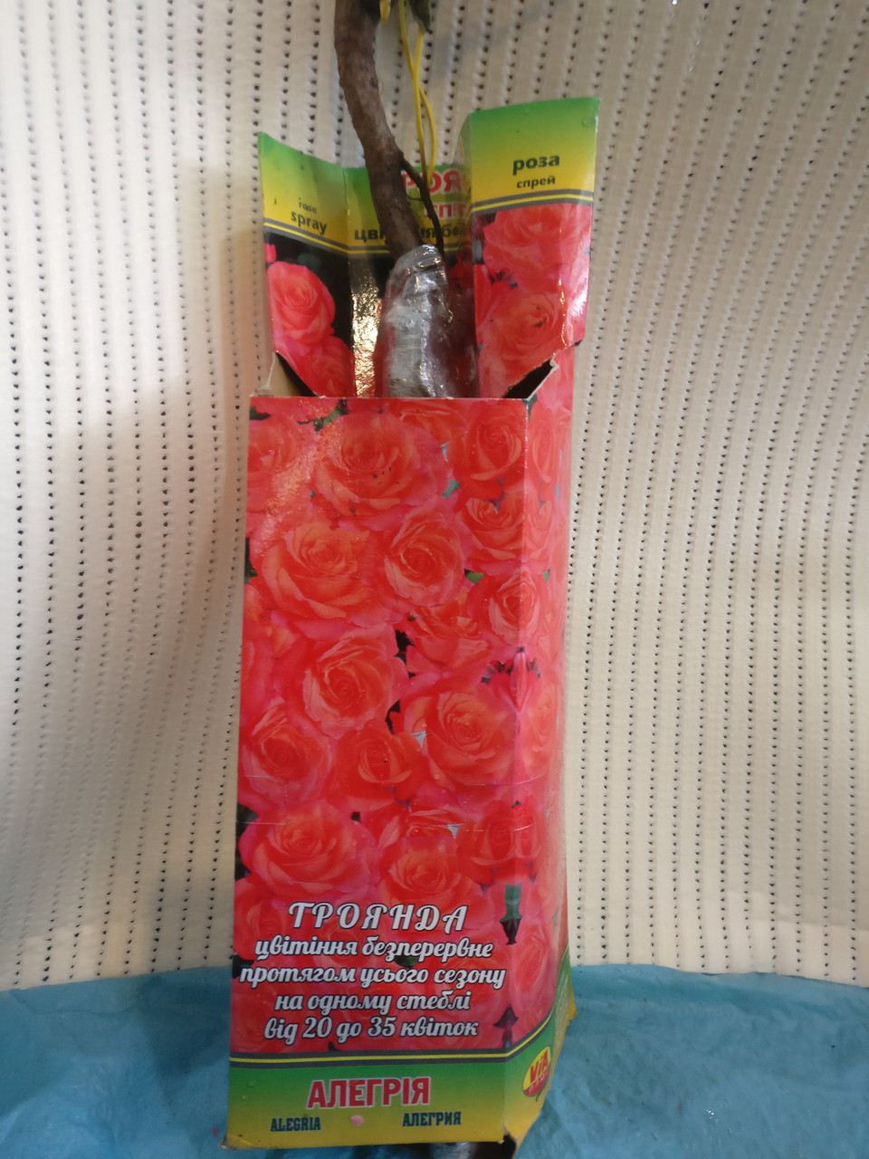 Саджанці Троянда Алегія - фото 1 - id-p673870554