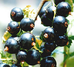 Смородина "Консул"