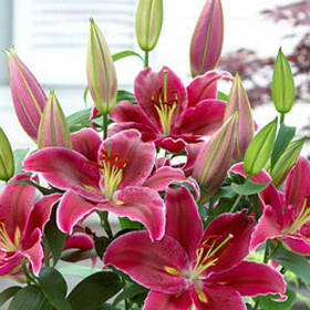 Лілії горщикова Snowwinner 12/14