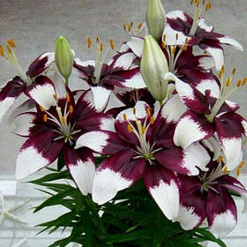 Лілії горщикова Tiny Padhye 12/14