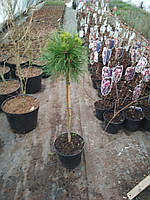Сосна гірська Варелла (Pinus mugo Varella) штамб 30 см