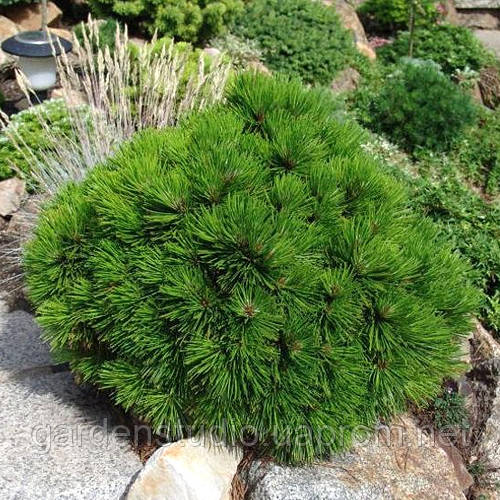 Сосна білоторна шміфта (Pinus leucodermis Schmidtii) штамб 30-40 см