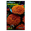 Календула махровая однолетник семена цветы, большой пакет 5 г, фото 3