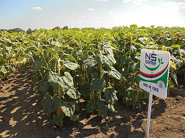 Насіння соняшника НС Х 195 (НС Адмірал) Екстра класичний п. в. 109 - 150000 сем.