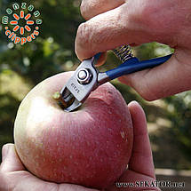 Кусачки для збору яблук Manzana / Манзана М14L-AM (Іспанія), фото 5