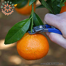 Кусачки для збору яблук Manzana / Манзана М14L-AM (Іспанія), фото 4