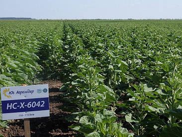 Насіння соняшника НС-Х-6042 Екстра п. в. 115дн. класичний, високоолійний