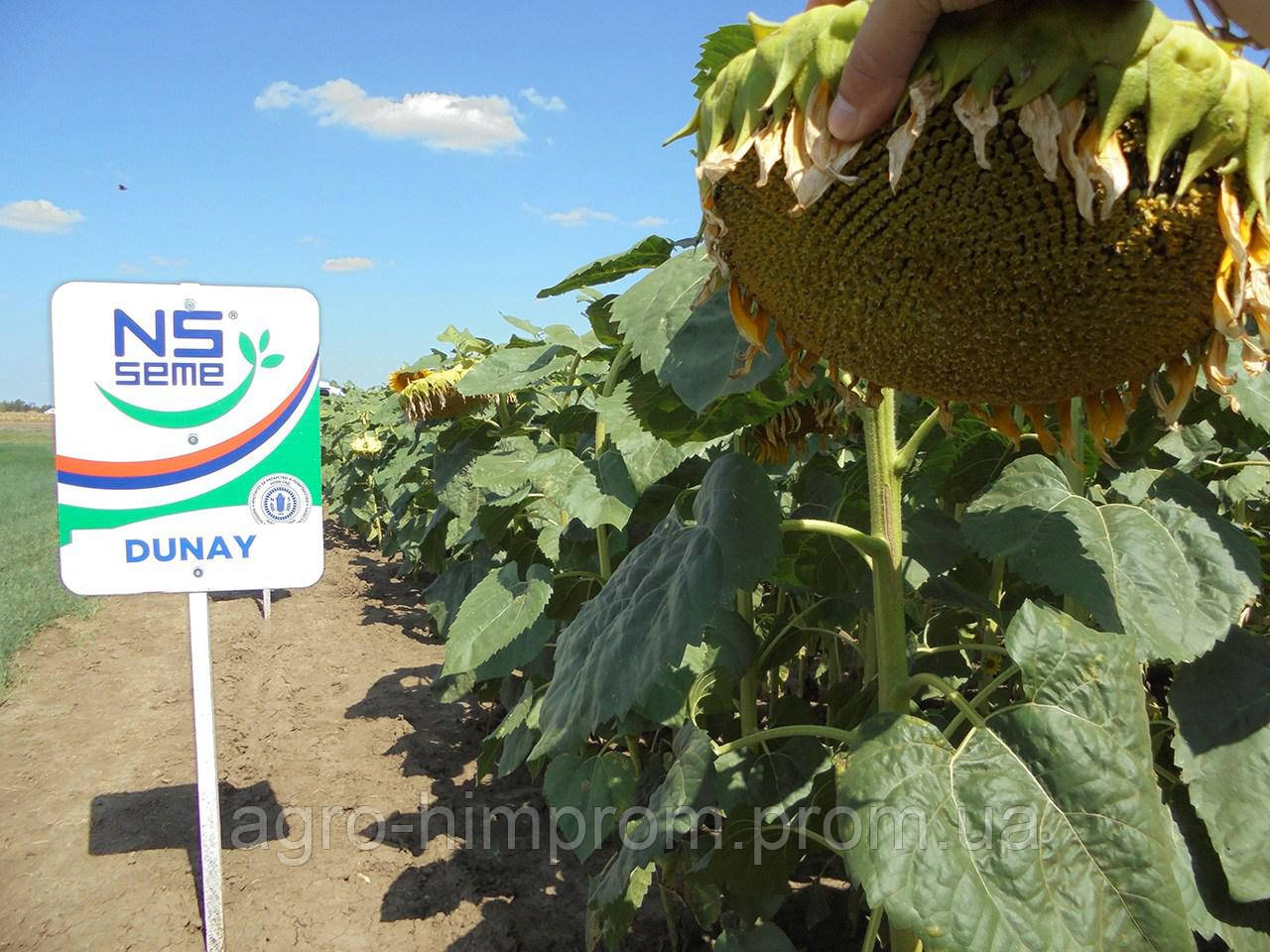 Насіння соняшнику Дунай стандарт п. в. 122 дн; класичний стресоустойчивый - 150000 насіння