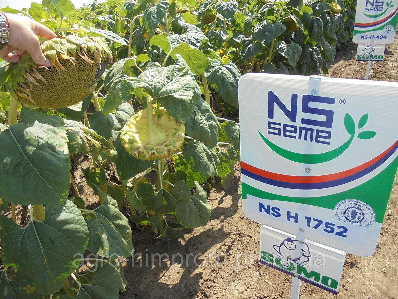 Насіння соняшника НС Х 1752 Естра п. в. 105 дн; гранстаростійкий, стресостійкий