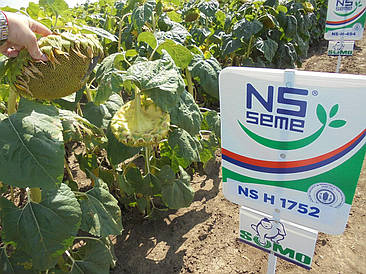 Насіння соняшника НС Х 1752 Естра п. в. 105 дн; гранстаростійкий, стресостійкий