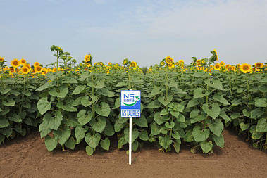 Насіння Соняшнику Таурус Екстра Clearfield (Евролайтинг), високоврожайний + стійкий до хвороб-150000 насіння