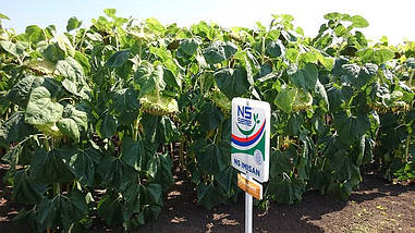 Насіння соняшника НС Имисан стандарт Clearfield (під евролайтинг) п. в. 112 дн; посухостійкий