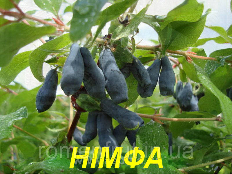 Жимолость "Німфа" (ЗКС) 3 р.