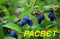 Жимолость "Расвєт" (ЗКС) 3 р.