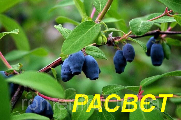 Жимолость "Расвєт" (ЗКС) 3 р., фото 1