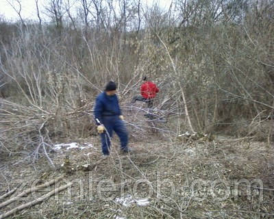 Зріз омели в Харкові і області