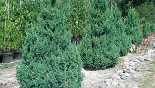Ялівець китайский, «Блю Поинт»  Juniperus chinensis 'Blue Point'