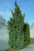 Ялівець китайський Робуста Грин (Juniperus chinensis Robusta Green)