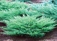 Ялівець козацький "Глаука" (Juniperus sabina Glauca)