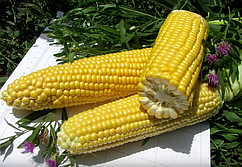 Насіння цукрової кукурудзи Тесті Дрім F1 5000 насіння Agri Saaten