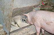 Використання бункерних годівниць від Клиома Сервіс. Годівниці для свиней і поросят на відгодівлю, фото з фермерського господарства у Волинській області