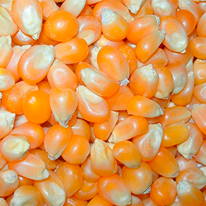 купити насіння кукурудзи