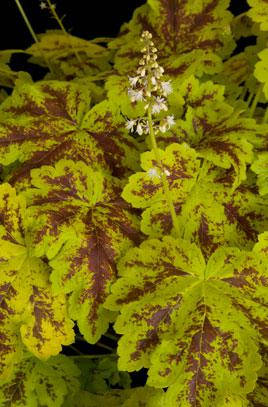 Гейхерелла Солар Повєр \ Heucherella 'Solar Power' (саджанці), фото 2